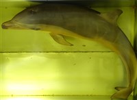 藏品(熱帶點斑原海豚)的圖片